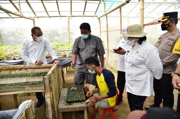 Tingkatkan Produksi Kentang Sumut, Edy Rahmayadi Dorong Pengembangan Bibit